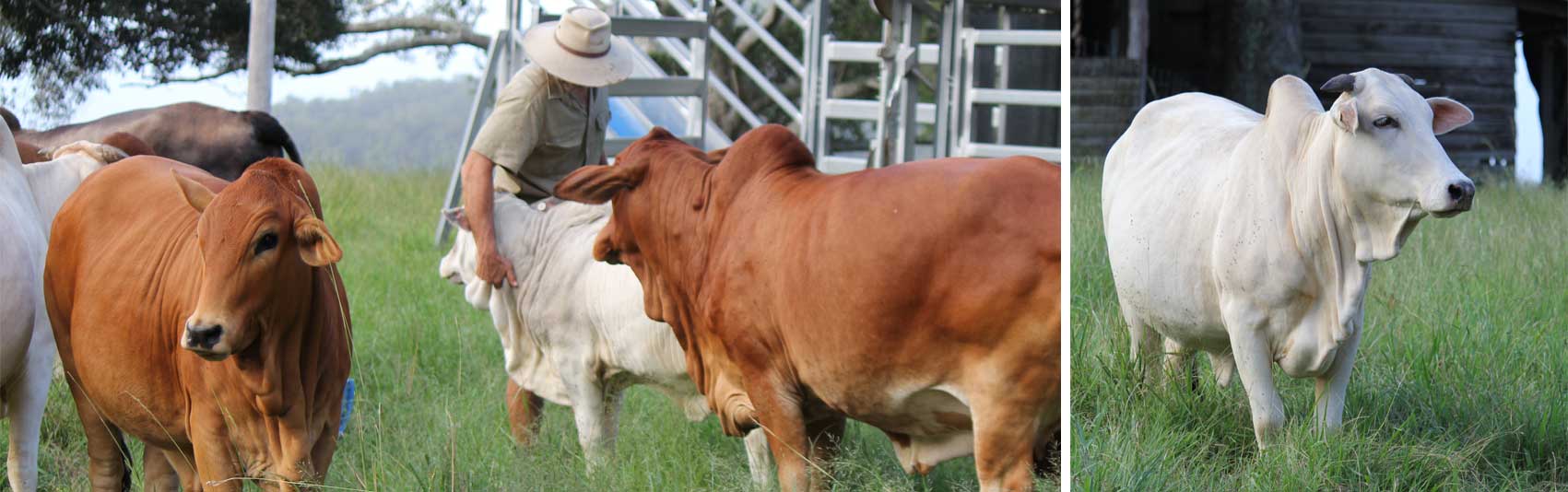 Boran cattle. From left to right – Boran cattle interacting with owner; white, horned Boran